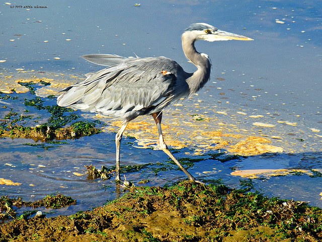 Great Blue Heron (Ardea herodias) ... (PiP)