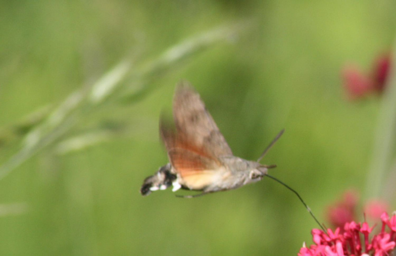 Hummungbird hawk moth (Macroglossum stellatarum) 03