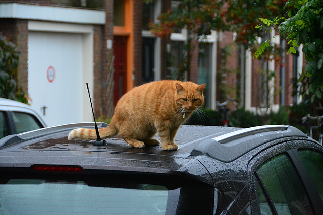 Cat on a wet car