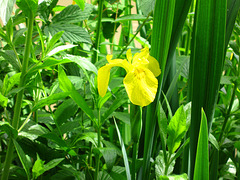 Iris pseudacorus, wild Iris on the Ashby Canal