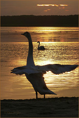 Dance of the Swan, 3...