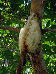 Wild Honeycomb_Thailand