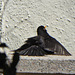 P1050039 Blackbird making use of the bench