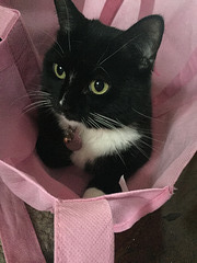 her favorite bag