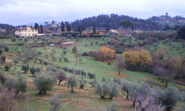 Olive grove.