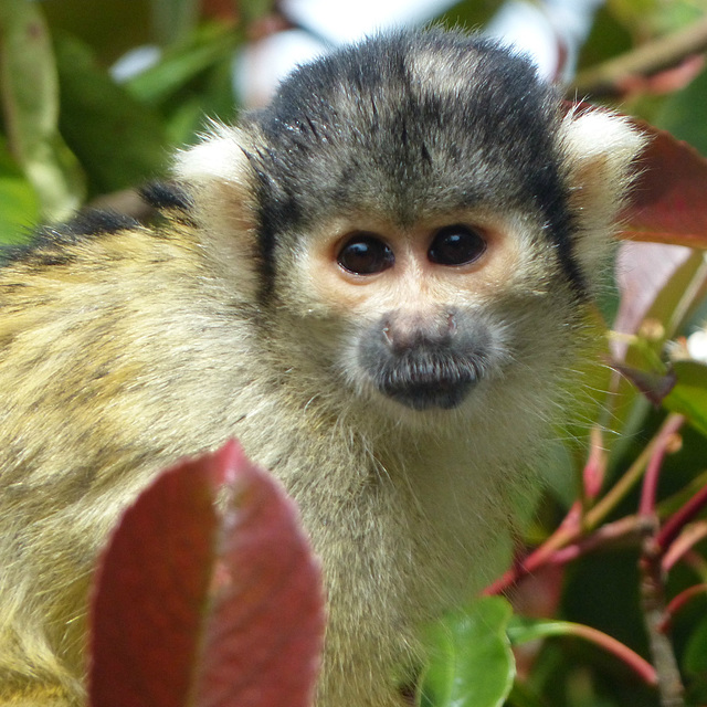 Black-capped Squirrel Monkey - 18 May 2017