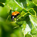 Ladybird macro (1)