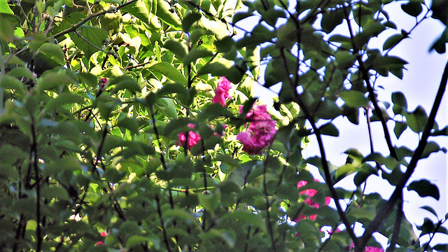 The wild roses among the trees