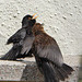 P1050062 Blackbird pair making use of the bench