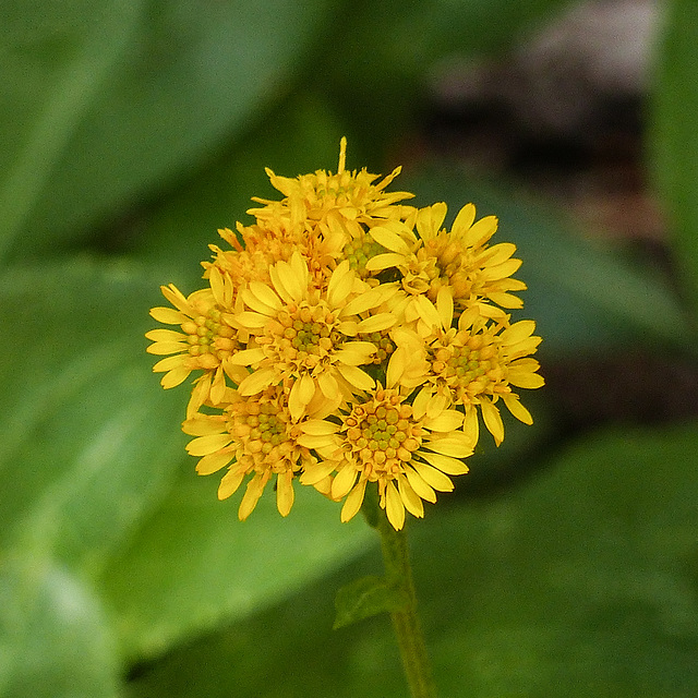 Unidentified plant at Cameron Lake, Waterton