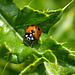 Ladybird macro (2)