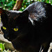 Katzenaugen - Cat Eyes - please look on black
