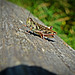 Rotbeinige Heuschrecke, Red-legged Grasshopper (Melanoplus femurrubrum)