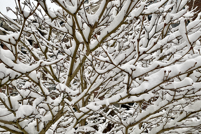 Snow on the branches
