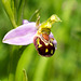 Bee Orchid