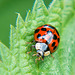 Ladybird macro (4)