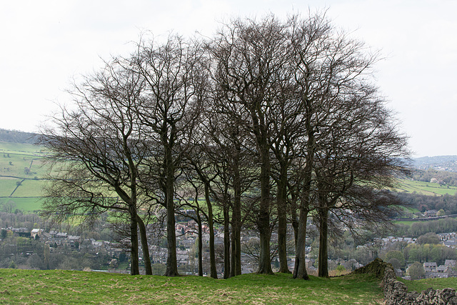 Hayfield, Twenty trees