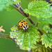 Ladybird macro (5)