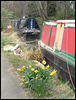 daffs by the towpath