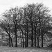 Hayfield, Twenty trees