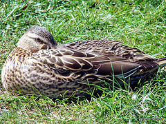 Duck Resting.