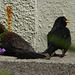 P1050093 Blackbird pair making use of the bench