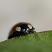 Ladybird macro