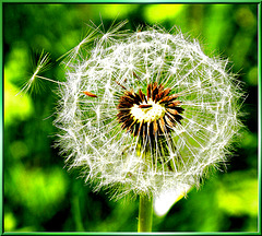 Dandelion seeds ready to fly...  ©UdoSm