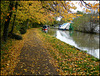 golden leaves on the towpath