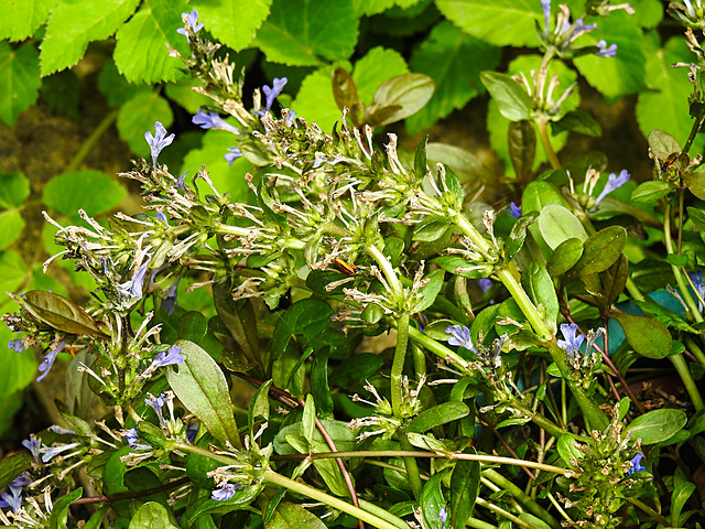 20220517 0979CPw [D~LIP] Salbei (Salvia nemorosa), Bad Salzuflen