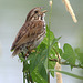 bruant chanteur/song sparrow