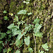 "Resurrection" ferns on an oak tree
