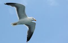 Lesser Black Back Gull in Flight - Farne Islands