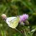 Large Green veined white butterfly (1)