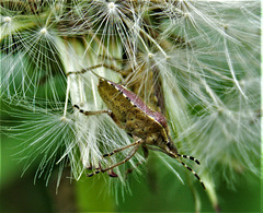 The Shield Bug And The Dandelion