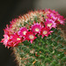 fleurs de mes cactus 008 , Flowers of my cactus