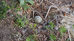 Oystercatcher egg