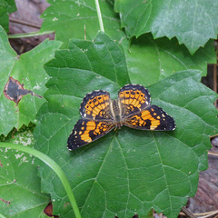 Pearl crescent or silver checkerspot butterfly