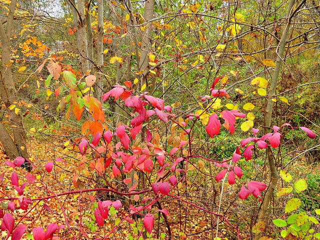 Explosion of color along the trail.