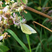 Large green veined white butterfly