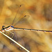 Small Spreadwing m (Lestes virens)