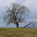 Der Walnußbaum auf dem Hügel