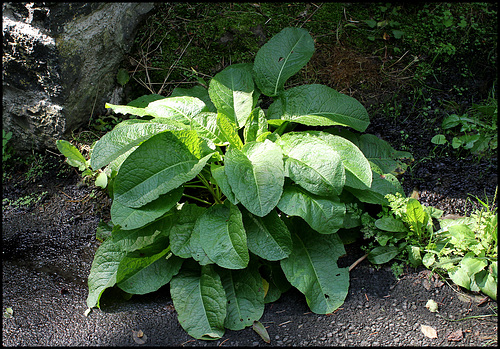Rumex obtusifolius (2) Rumex obtusifolius (2)