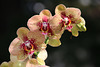 Orchid blossoms