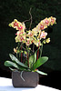 Orchid arrangement
