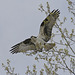 osprey / balbuzard