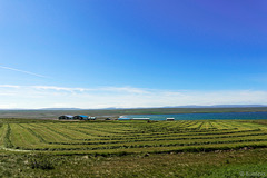 Landwirtschaft auf Island (© Buelipix)