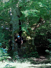 Der Waldschrat (2005)