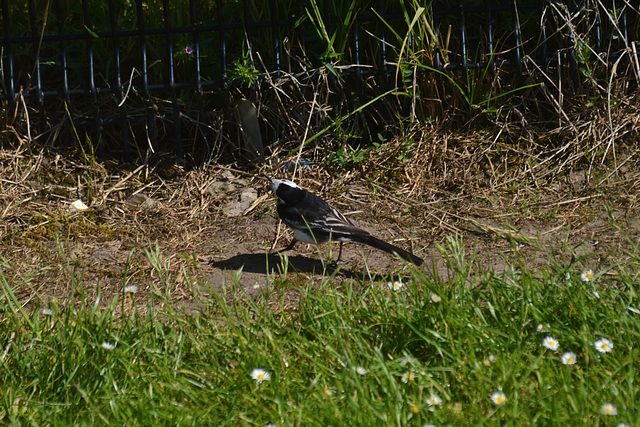 Pied Wagtail 4