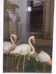 Barocke Flamingos